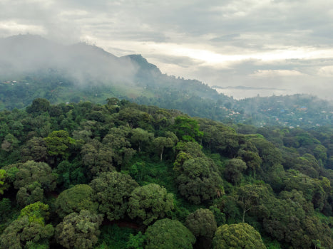 Tanzania AA - Elton Farm