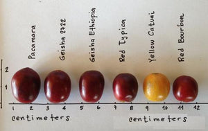 Cultivars