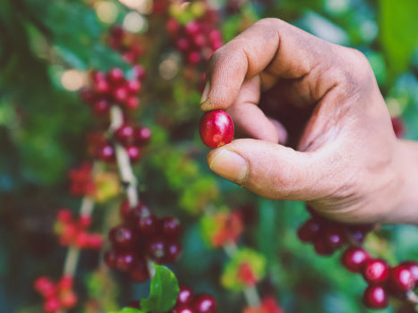 Tanzania AA - Elton Farm