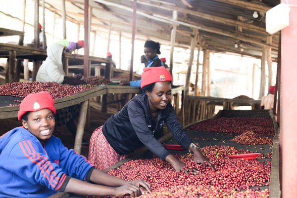 Rwanda Natural - Sholi CWS